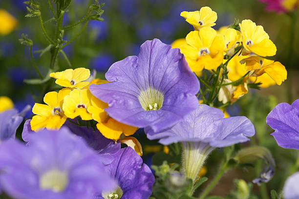 petunias cor roxa - nemesia fruticans - fotografias e filmes do acervo