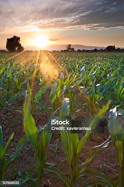 Sera Campo Di Mais - Fotografie stock e altre immagini di Agricoltura - Agricoltura, Ambientazione esterna, Ambiente