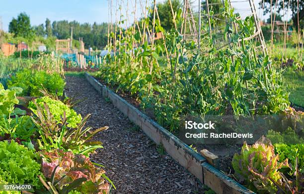 Panoramiczne Przydział Wykres Z Sałatka Warzywna - zdjęcia stockowe i więcej obrazów Bez ludzi - Bez ludzi, Bezchmurne niebo, Domowy