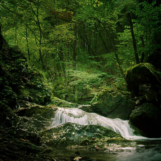 Long exposure shot of ancient green forest with small waterfalls, selective focus on the rocks in front.