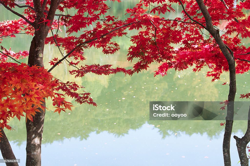 Giapponese alberi in autunno - Foto stock royalty-free di Acero giapponese