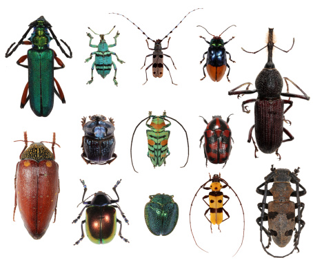 Group of beetles in white background XXXL size.