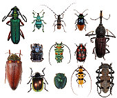 Beetle collection XXXL