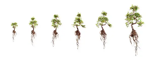 Photo of Growth