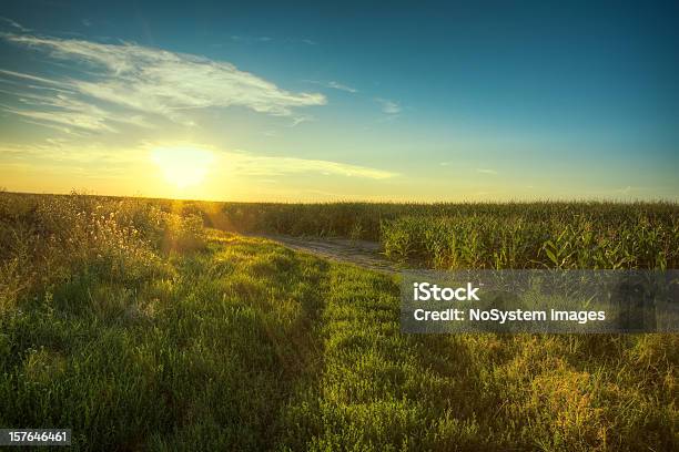 Por La Mañana Temprano Campo Al Amanecer Foto de stock y más banco de imágenes de Flor - Flor, Prado, Agricultura