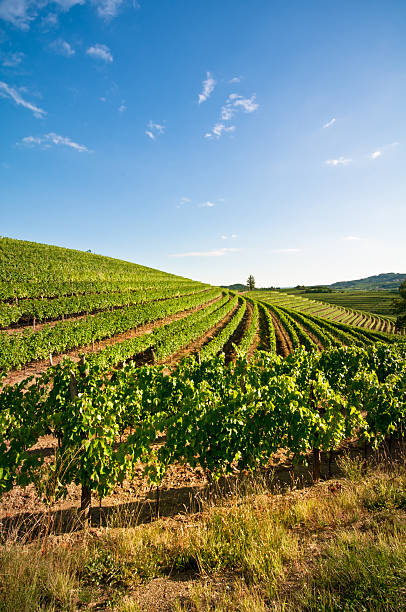 A beautiful view of a vineyard in Italy stock photo