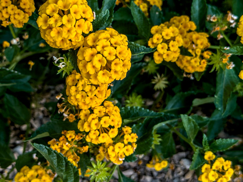 Perennial golden lantana flowers create gorgeous bright colors in desert landscaping. The plant, also known as shrub verbena, is favored in U.S. Southwest gardens because it's so heat tolerant.