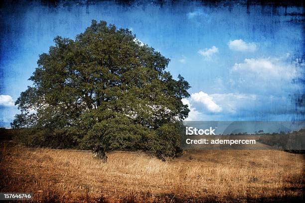 Lonely Tree Foto de stock y más banco de imágenes de Aire libre - Aire libre, Aislado, Ajardinado