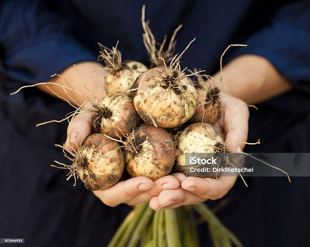 Cebollas frescos con raíces. - Foto de stock de Agricultor libre de derechos