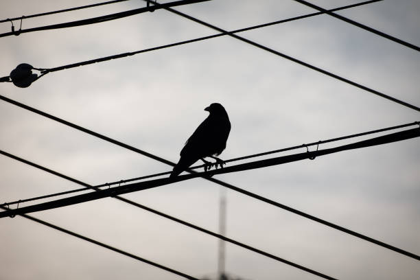 A silhouette of a crow perched on a wire