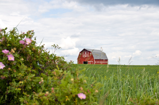 A well kept and painted red barn with a green emerging pea field surrounding it . A wild rose is in the foreground and is the object of focus.