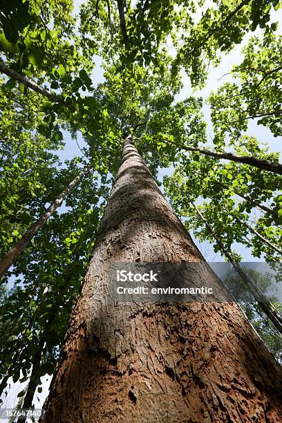 Teak Forest Canopy Stock Photo - Download Image Now - Back Lit, Backgrounds, Beauty In Nature