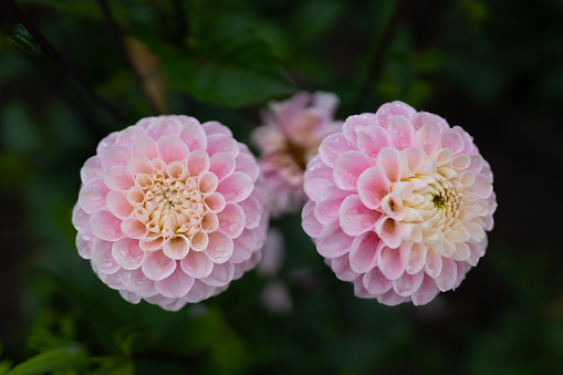 Fresh Pink Dahlia in garden. Selective focus.