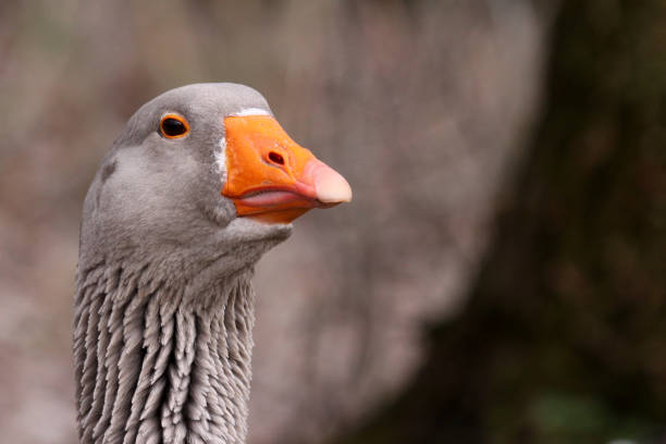 istock Portrait of a grey goose 1576472074