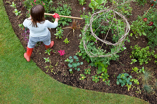istock Weeding Garden Flower Bed with Hoe 157647291