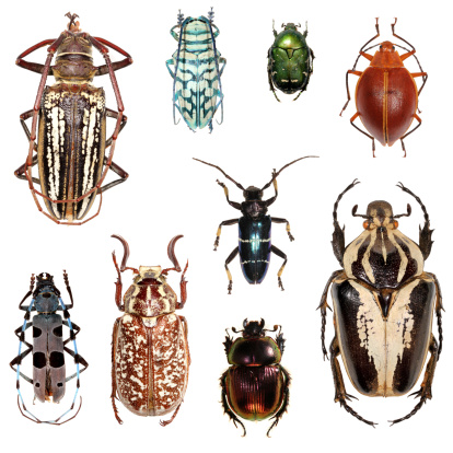 Group of beetles in white background XXXL size.