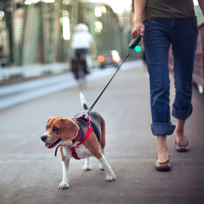 A young adult woman takes her cute beagle for a walk down a city bridge sidewalk in Portland, OR.  
