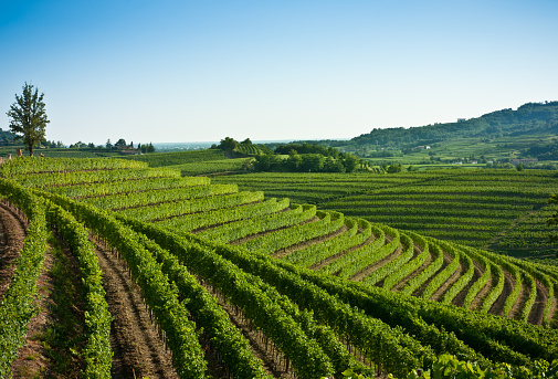 Wonderful vineyard valley landscape in zone of Collio in region of Friuli Venezia Giulia, north East of Italy.