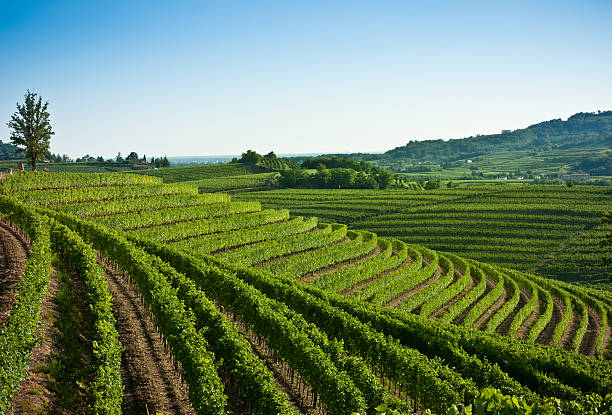 Nice vineyard landscape north of Italy stock photo