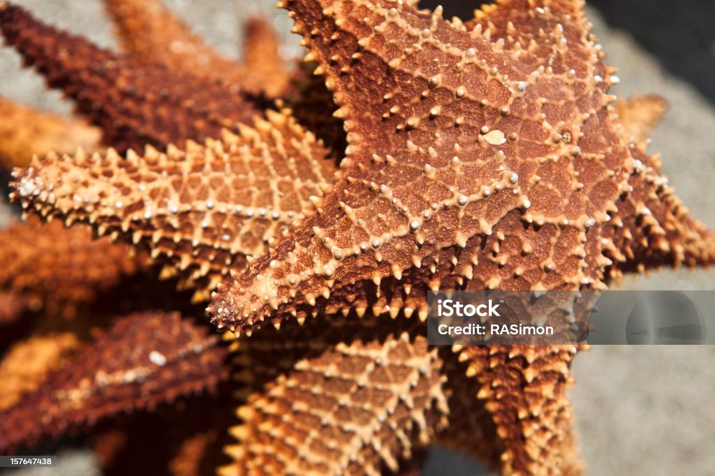 Estrelas do mar - Royalty-free Animal Foto de stock