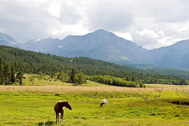 istock Horses and Mountain Pasture 157647469