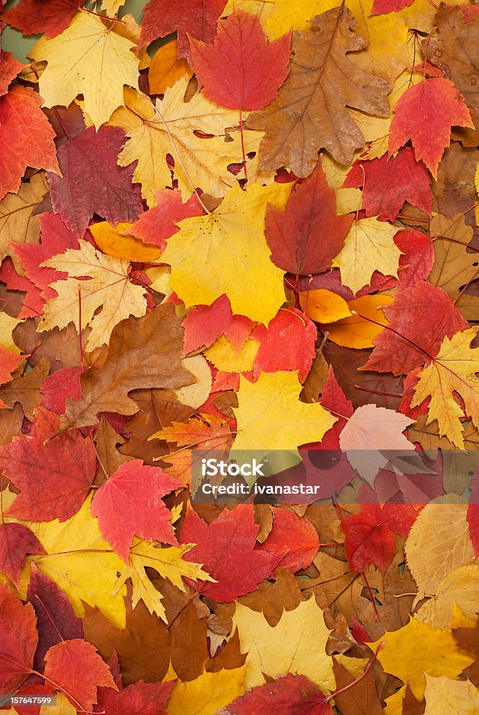 Foglie d'autunno - Foto stock royalty-free di Autunno