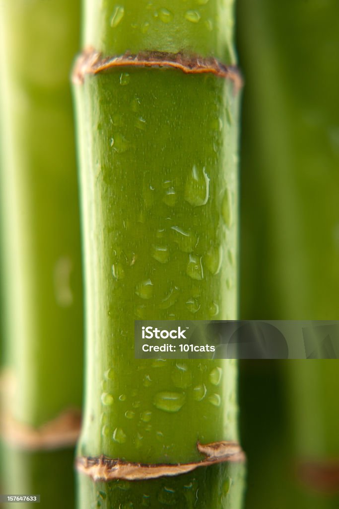 Bambu - Foto de stock de Água royalty-free