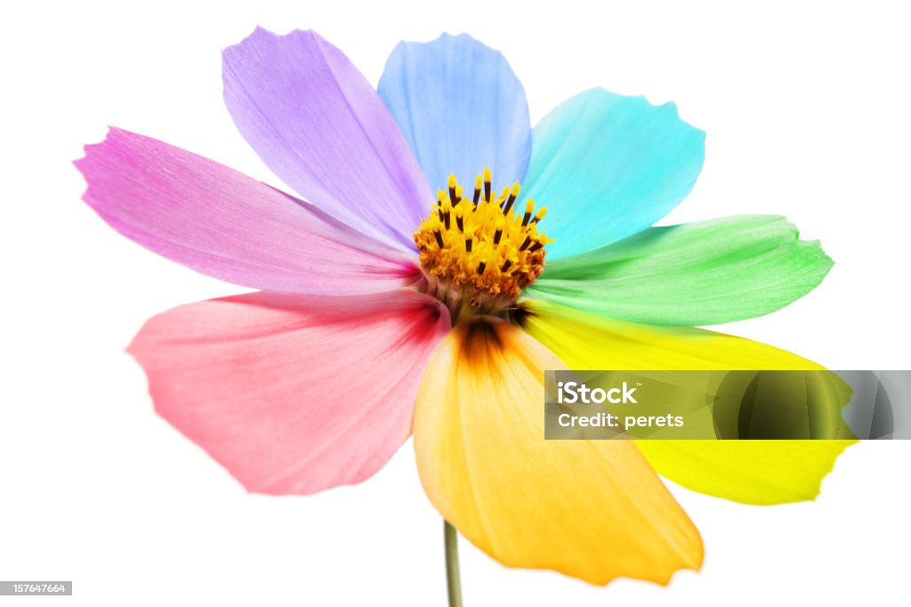 Blütenblätter bunt multi - Lizenzfrei Blume Stock-Foto