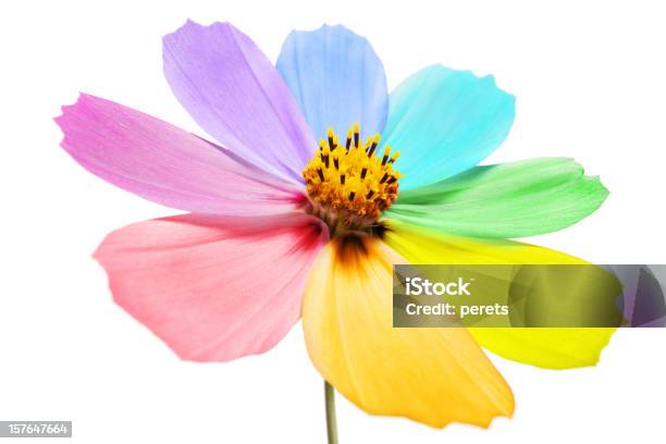 Multicolore Petali - Fotografie stock e altre immagini di Fiore - Fiore, Sfondo bianco, Arancione