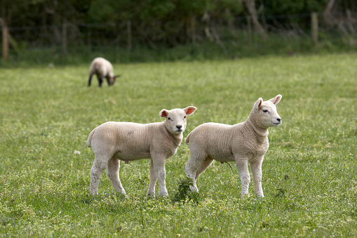 Quessantschaf (Bretonisches Zwergschaf, Ushant) - smallest breed of sheep in Europe.