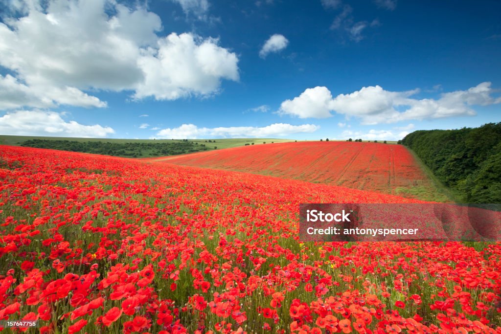 Poppyfield - Foto de stock de Papoula - Planta royalty-free