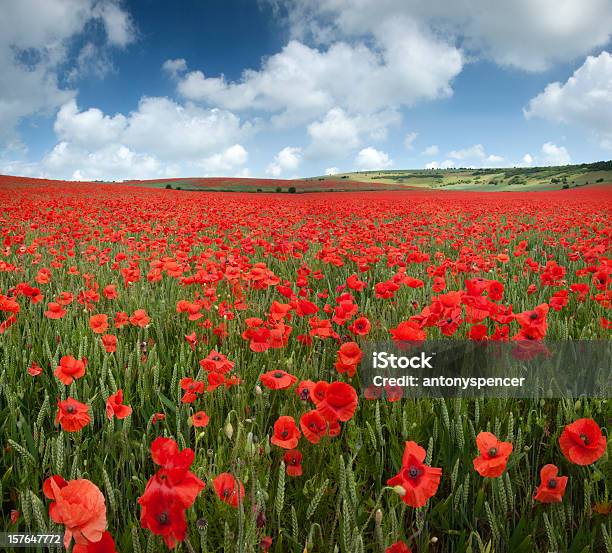 Mohn Feld Stockfoto und mehr Bilder von Mohn - Pflanze - Mohn - Pflanze, Feld, Agrarbetrieb