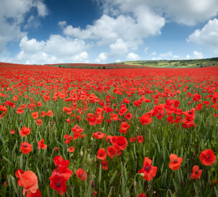Beautiful landscape from golden field of Barley with Red Poppies (Papaver) in the warm light of the rising sun, panoramic background banner panorama