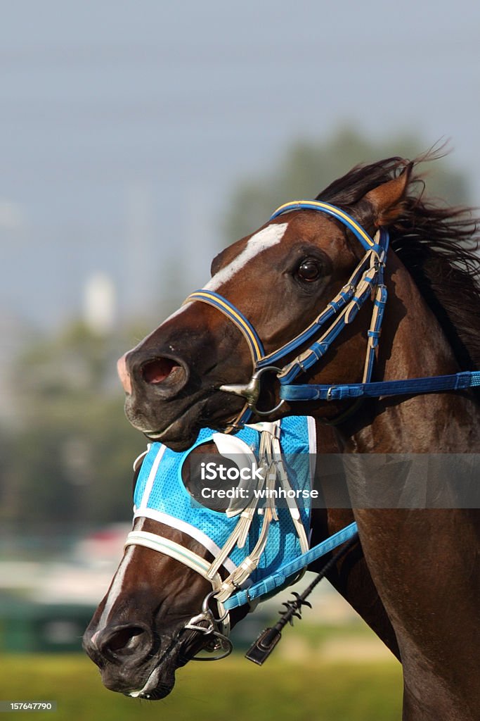 Cheval - Photo de Course hippique libre de droits