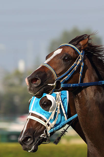 cheval - horse horse racing animal head horseracing track photos et images de collection