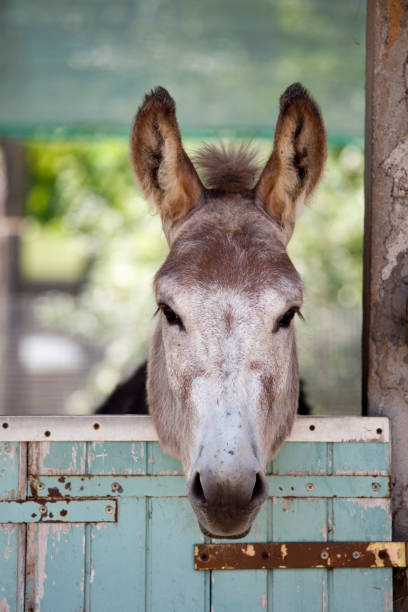 istock Donkey on a farm in Udine, Italy 157647804