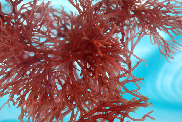 istock Red Branch Seaweed Blooms Floating  Clear Water Full Frame Background 157647808