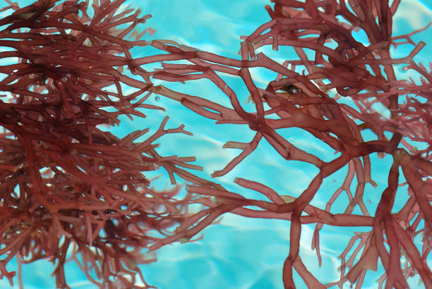 istock Red Branch Seaweed Blooms Floating  Clear Water Full Frame Background 157647809