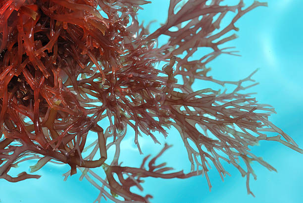 Partially Submerged Red Branch Seaweed Clear Water Full Frame Background