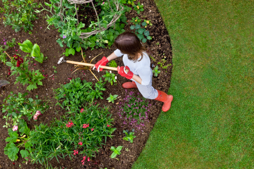 Overhead bird's eye view of woman weeding a garden flower bed with a hoe. Sweet peas and french beans are growing up a wigwam, with newly planted roses, nasturtium, canna, dahlia etc.