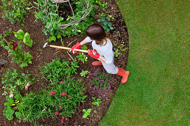 Woman weeding a flower bed with a hoe Overhead bird's eye view of woman weeding a garden flower bed with a hoe. Sweet peas and french beans are growing up a wigwam, with newly planted roses, nasturtium, canna, dahlia etc. garden hoe photos stock pictures, royalty-free photos & images