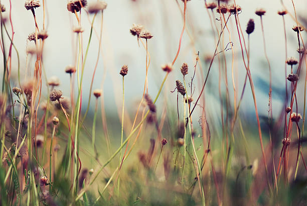 야생화 있는 동안 썬라이즈 메도 - wildflower vibrant color outdoors full frame 뉴스 사진 이미지
