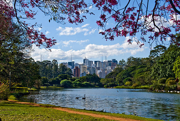 Sao Paulo, Brazil, skyline Skyline of Sao Paulo, Brazil, viewed from the lagoon in Ibirapuera Park ibirapuera park stock pictures, royalty-free photos & images