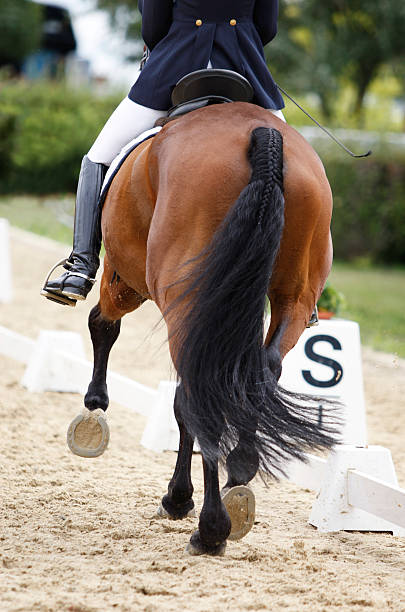istock Trotting dressage 157647994
