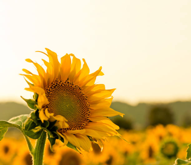 istock vivid sunflower portrait 157648119