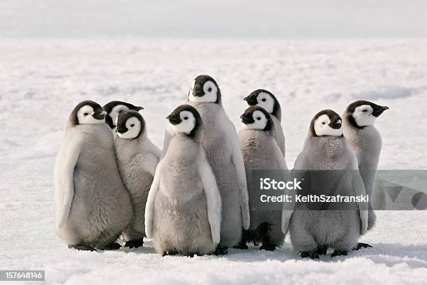 Pinguim Festa - Fotografias de stock e mais imagens de Pinguim - Pinguim, Pinguim-imperador, Pássaro jovem