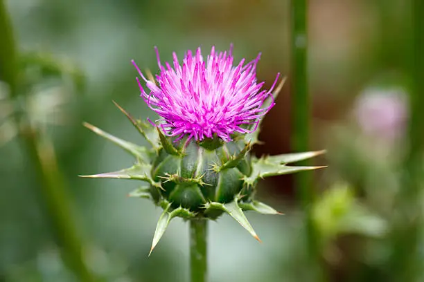 It has a large number of other common names, such as Marian Thistle, Mary Thistle, Mediterranean Milk Thistle and Variegated Thistle. Trade or commercial names under which this herb is sold include Silymarin, Milk Thistle Extract, Milk Thistle Super Complex, Milk Thistle Phytosome, Alcohol Free Milk Thistle Seed, Milk Thistle Plus, Silymarin Milk Thistle, Milk Thistle Power, Time Release Milk Thistle Power, and Thisilyn Standardized Milk Thistle Extract.