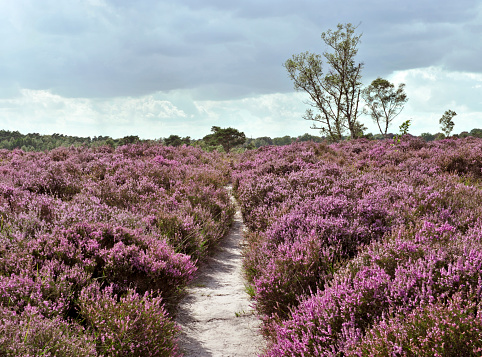 Path through a heather landscape in bloom, Kalmthoutse Heide, Belgium