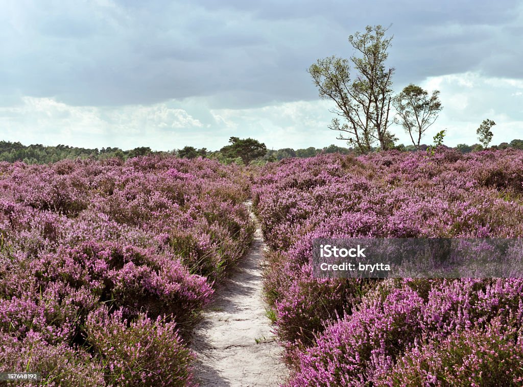 Path through a heather landscape in bloom, Kalmthoutse Heide, Belgium Heath vegetation in purple colors  in the Kalmthoutse Heide,a nature reserve on the Belgian-Dutch border. Moor Stock Photo