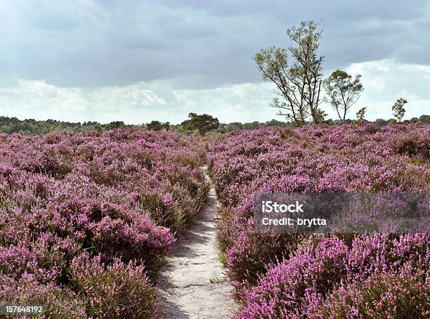 Path Through A Heather Landscape In Bloom Kalmthoutse Heide Belgium Stock Photo - Download Image Now